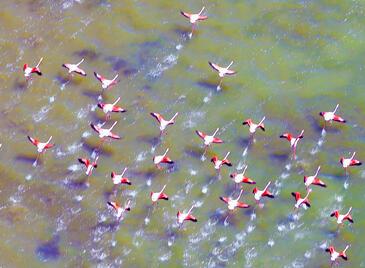 Flamingos, Camargue, France © Etienne Pierart